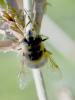 Eristalis tenax